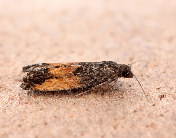 49.249 BF1134 Epinotia ramella