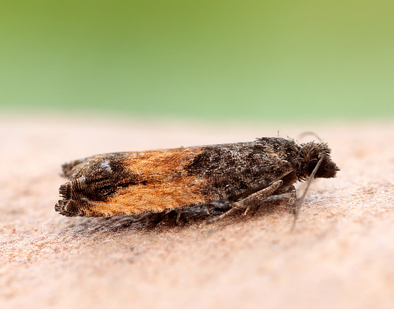 49.249 BF1134 Epinotia ramella