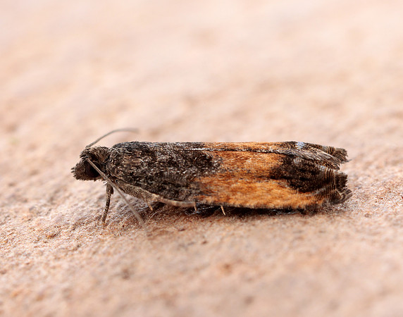 49.249 BF1134 Epinotia ramella