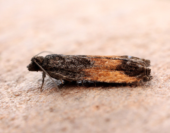 49.249 BF1134 Epinotia ramella