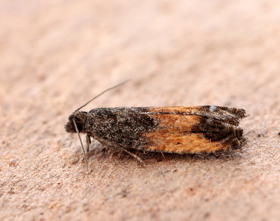 49.249 BF1134 Epinotia ramella