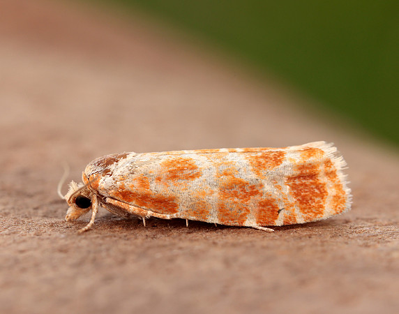 49.306 BF1211 Rhyacionia pinicolana