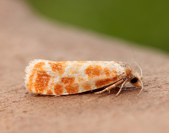 49.306 BF1211 Rhyacionia pinicolana