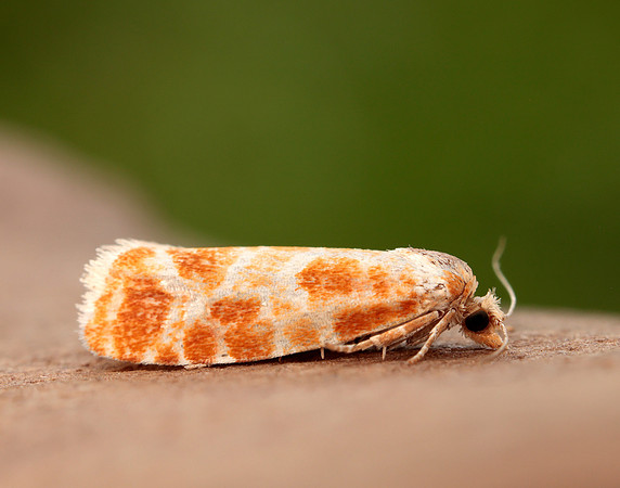 49.306 BF1211 Rhyacionia pinicolana