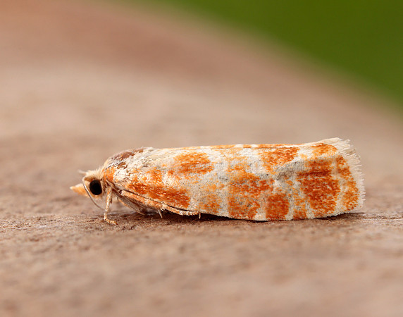 49.306 BF1211 Rhyacionia pinicolana