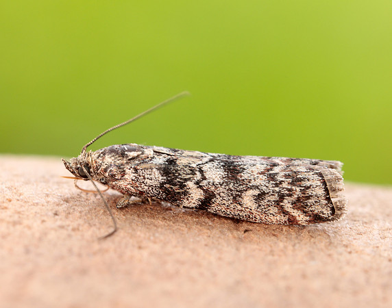 62.028 BF1454 Dioryctria abietella