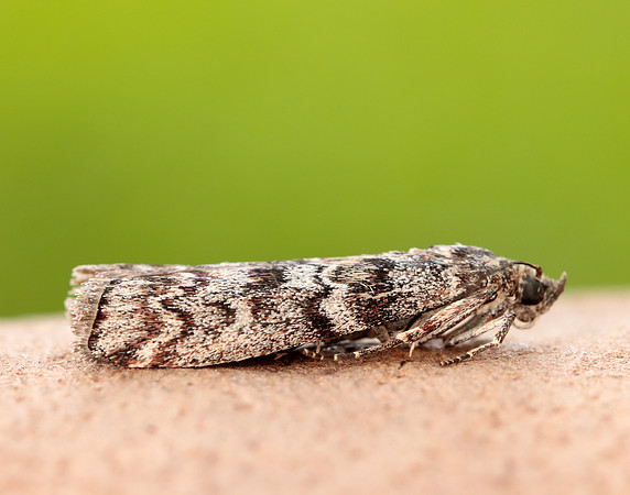 62.028 BF1454 Dioryctria abietella