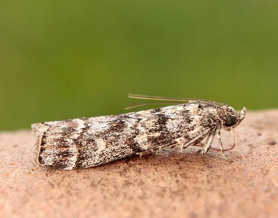 62.028 BF1454 Dioryctria abietella