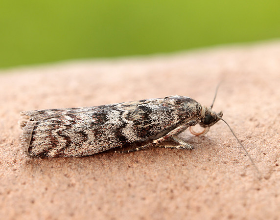 62.028 BF1454 Dioryctria abietella