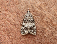 63.067 BF1338 Eudonia lacustrata