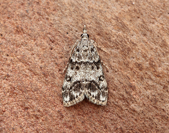 63.067 BF1338 Eudonia lacustrata