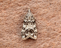 63.067 BF1338 Eudonia lacustrata