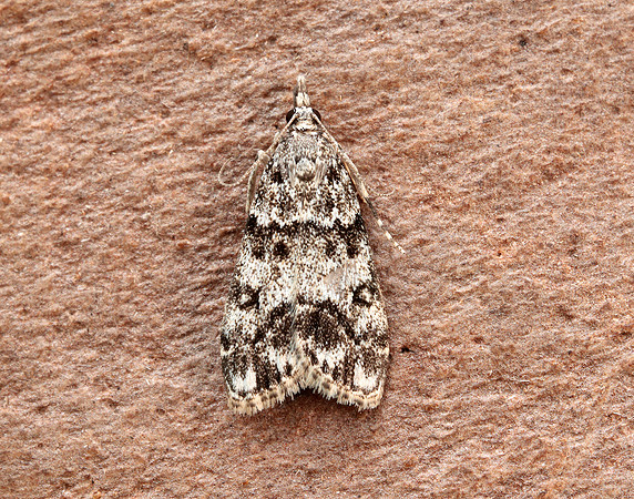 63.067 BF1338 Eudonia lacustrata