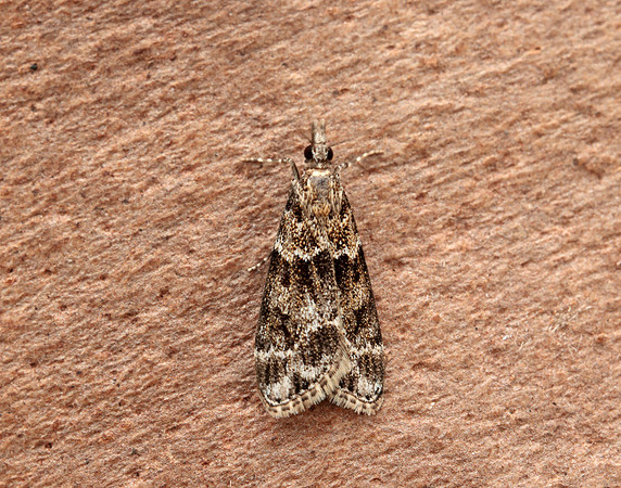 63.074 BF1344 Eudonia mercurella