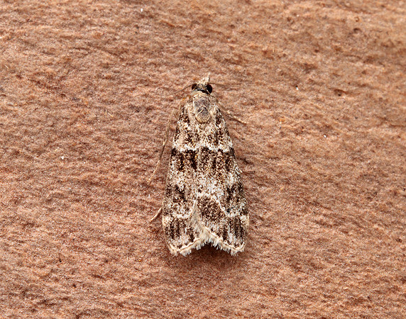 63.074 BF1344 Eudonia mercurella