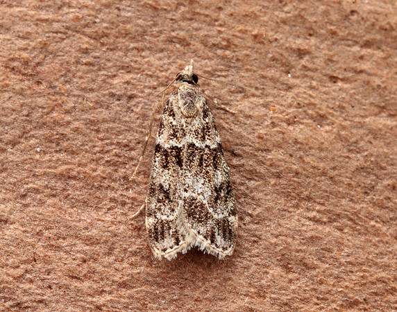 63.074 BF1344 Eudonia mercurella