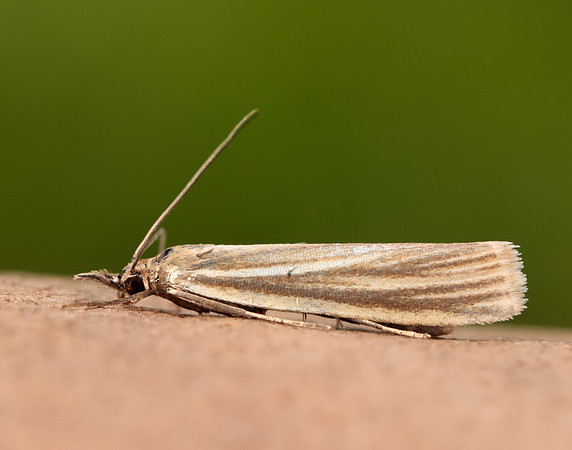 63.074 BF1344 Eudonia mercurella