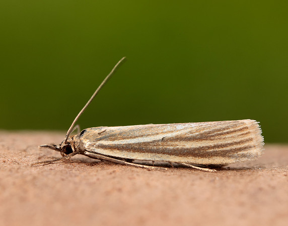 63.074 BF1344 Eudonia mercurella