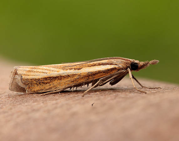 63.089 BF1305 Agriphila tristella