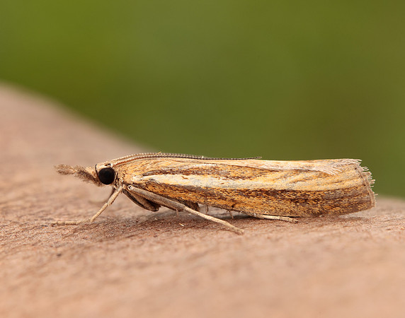 63.089 BF1305 Agriphila tristella