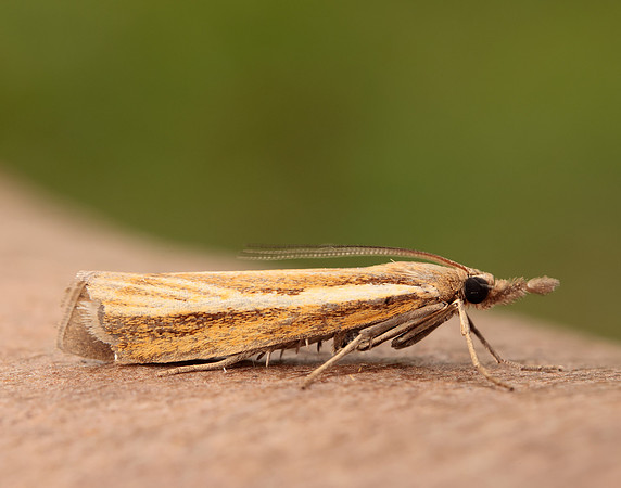 63.089 BF1305 Agriphila tristella