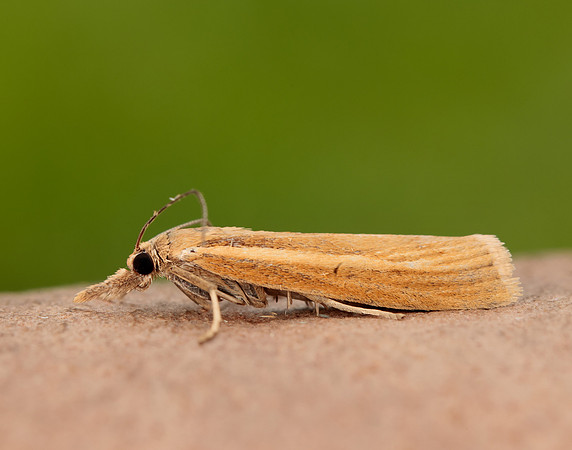 63.093 BF1304 Agriphila straminella