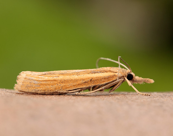 63.093 BF1304 Agriphila straminella