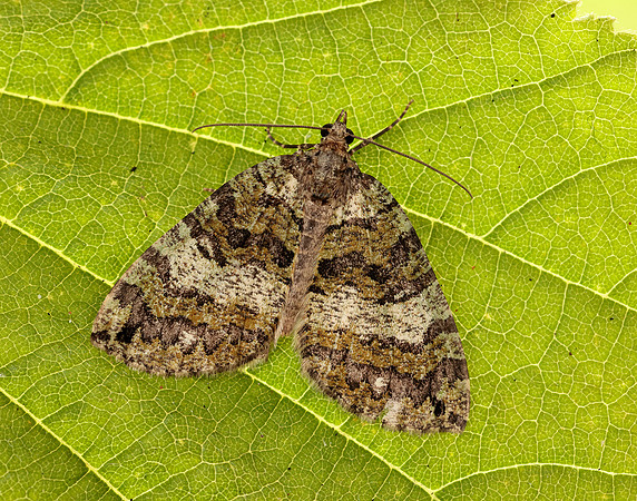70.074 BF1777 July Highflyer Hydriomena furcata