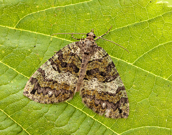 70.074 BF1777 July Highflyer Hydriomena furcata