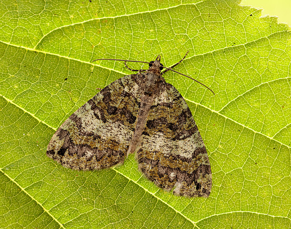 70.074 BF1777 July Highflyer Hydriomena furcata