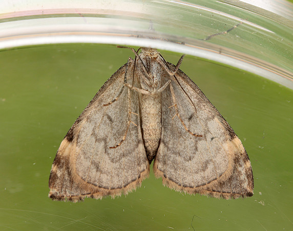 70.098 BF1762 Dark Marbled Carpet Dysstroma citrata