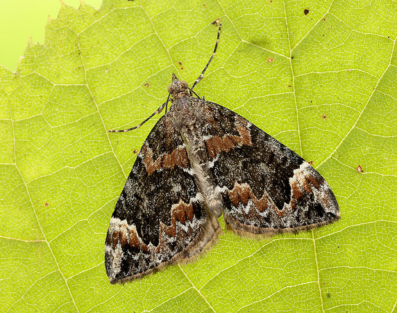70.098 BF1762 Dark Marbled Carpet Dysstroma citrata