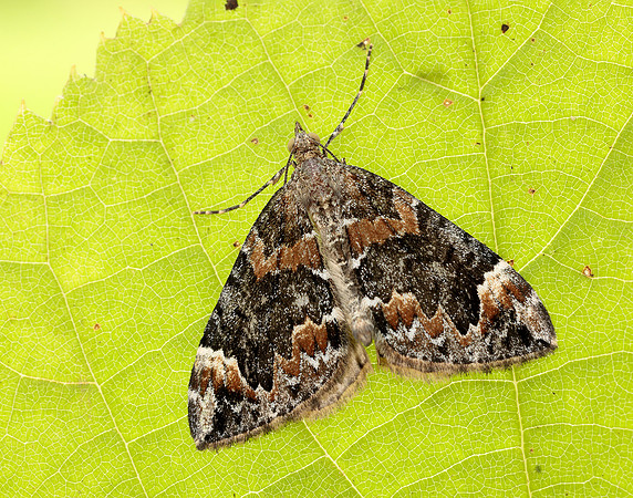 70.098 BF1762 Dark Marbled Carpet Dysstroma citrata