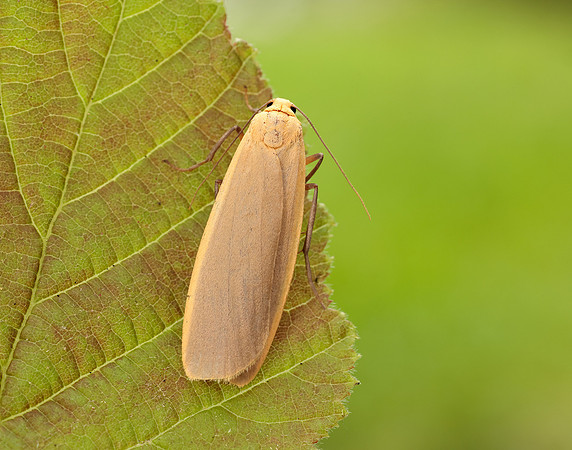 72.043 BF2049 Buff Footman Eilema depressa