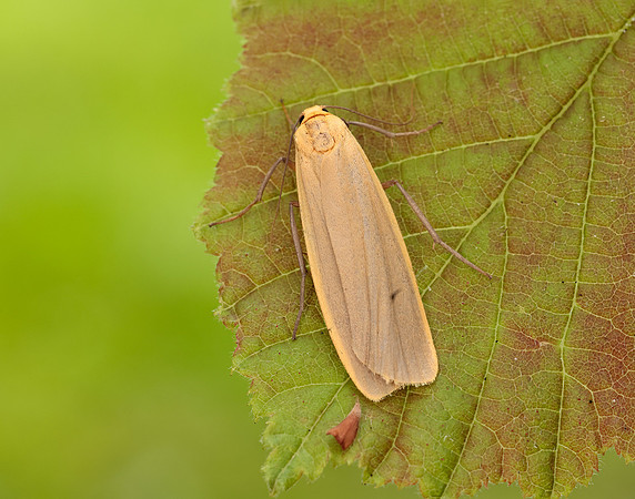 72.043 BF2049 Buff Footman Eilema depressa
