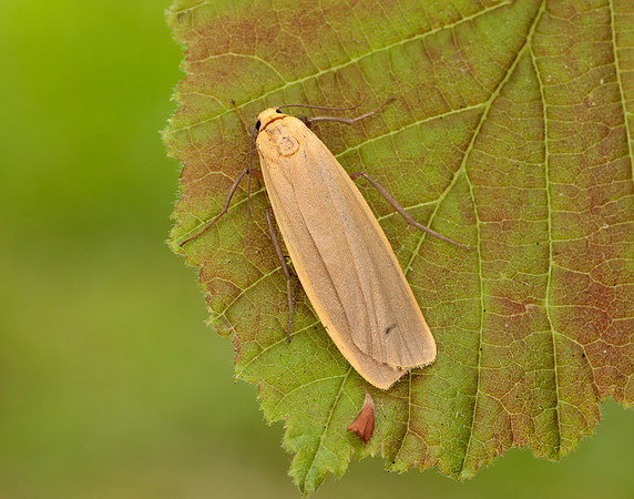 72.043 BF2049 Buff Footman Eilema depressa