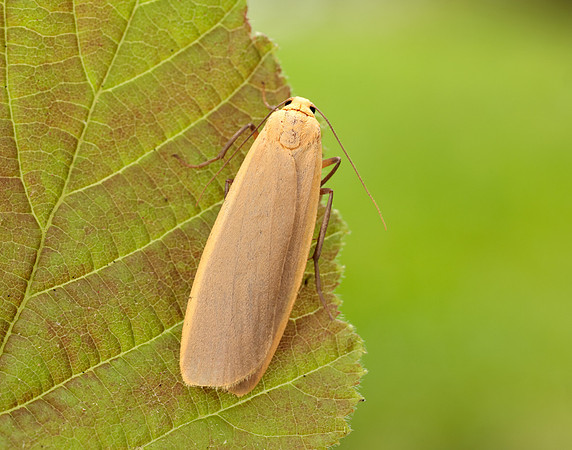 72.043 BF2049 Buff Footman Eilema depressa