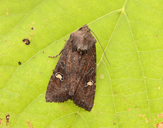 73.119 BF2368 Crescent Helotropha leucostigma