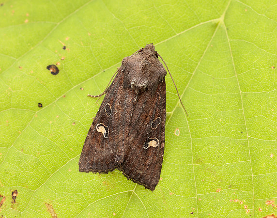 73.119 BF2368 Crescent Helotropha leucostigma