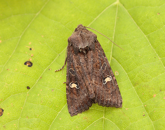 73.119 BF2368 Crescent Helotropha leucostigma
