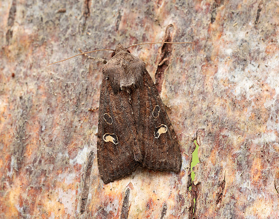 73.119 BF2368 Crescent Helotropha leucostigma