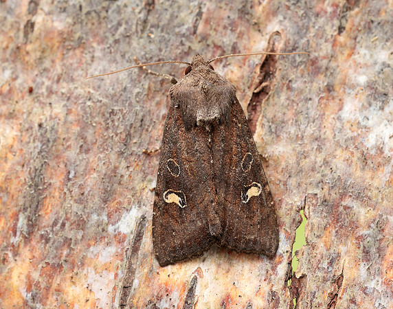 73.119 BF2368 Crescent Helotropha leucostigma