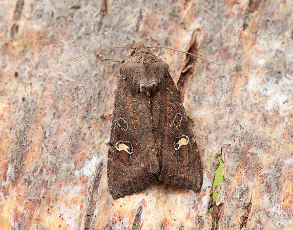 73.119 BF2368 Crescent Helotropha leucostigma