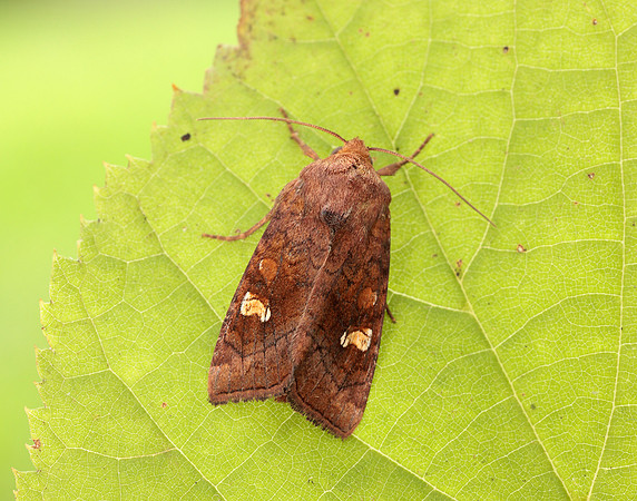 73.1281 BF2360x Ear Moth agg Amphipoea oculea agg.