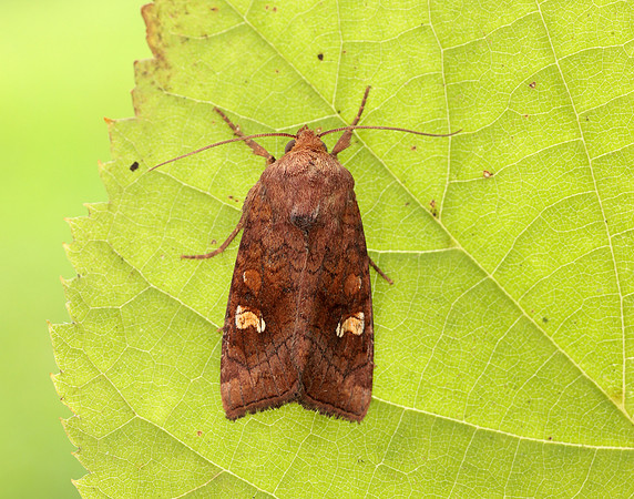 73.1281 BF2360x Ear Moth agg Amphipoea oculea agg.