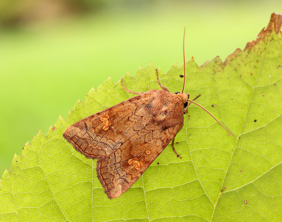 73.1281 BF2360x Ear Moth agg Amphipoea oculea agg.