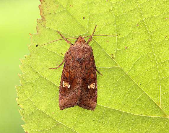 73.1281 BF2360x Ear Moth agg Amphipoea oculea agg.