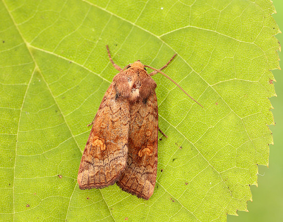 73.1281 BF2360x Ear Moth agg Amphipoea oculea agg.