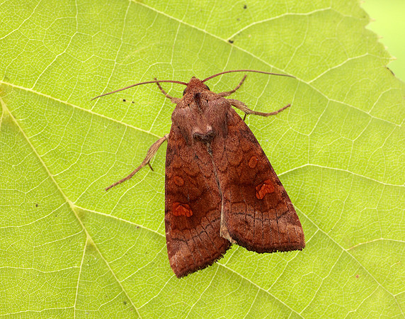 73.1281 BF2360x Ear Moth agg Amphipoea oculea agg.