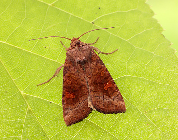 73.1281 BF2360x Ear Moth agg Amphipoea oculea agg.